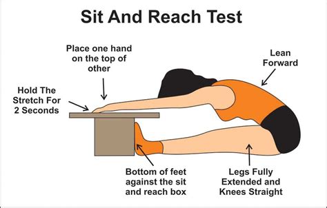 sit and reach average|Sit and Reach Test — PT Direct.